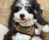 Mini Bernedoodle Puppies For Sale Pilesgrove Pups